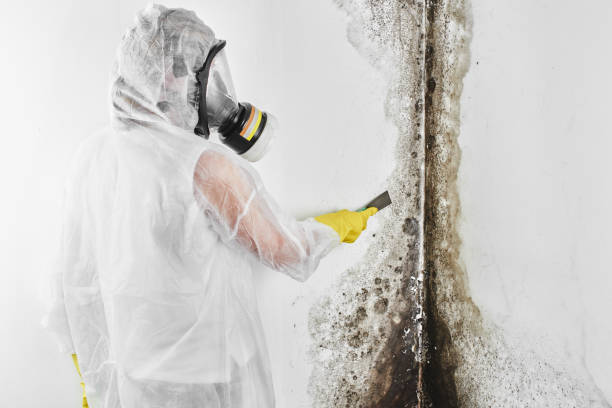 Best Post-Flood Mold Remediation in Estero, FL