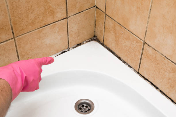 Best Residential Mold Remediation in Estero, FL